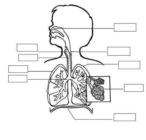 Examen Sistema Respiratorio ~ Dibujos Para Colorear Infantil