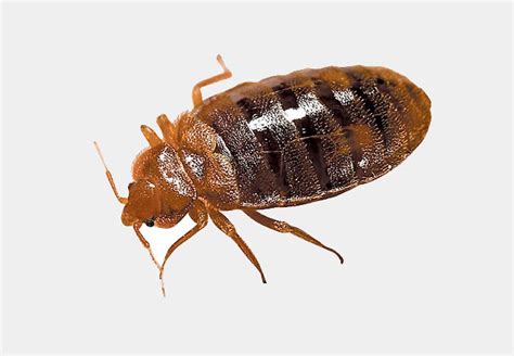 Our pest in the house household bug identifier can provide information on the most common household bugs. Common Household Pests | Hawkeye Exterminators