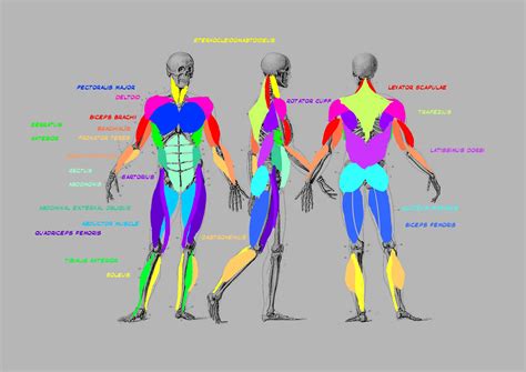 They cause motion and produce force that the body uses to move and there are both conscious and subconscious movements of muscles in the body system of a human as a whole. Can somebody check a novice's attempt at a diagram of key ...