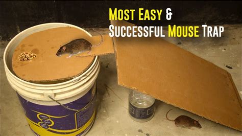 Bucket Mouse Trap Most Easy And Successful Mouse Trap Paper Mouse