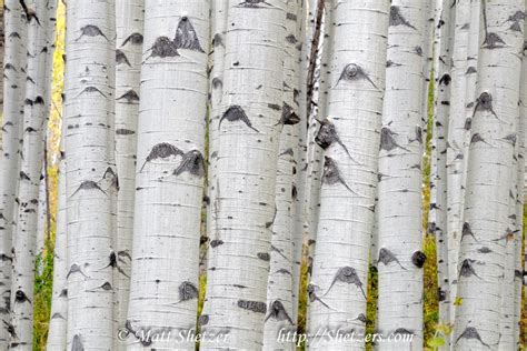 Aspen Grove In Colorado Birch Tree Art Aspen Bark Tree Art