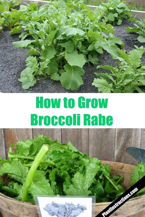 How To Grow Broccoli Rabe Growing Broccoli Broccoli Rabe Broccoli Plant