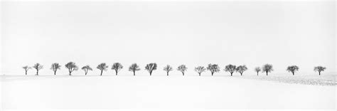 Gerald Berghammer Cherry Trees In Snow Field Tree Avenue Black And