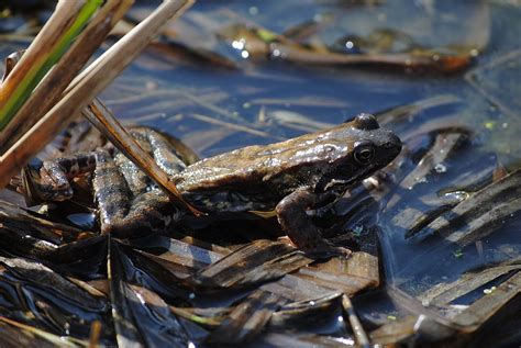 Moorfrosch Naturpark Märkische Schweiz