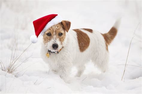 Happy Christmas Santa Pet Dog Puppy Looking In The Snow Stock Photo