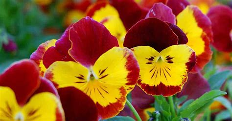 Growing Pansies How To Care For Pansy And Viola Flowers