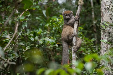 Eastern Lesser Bamboo Lemur Sean Crane Photography