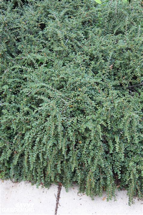 Evergreen Groundcover Plants 20 Choices For Year Round