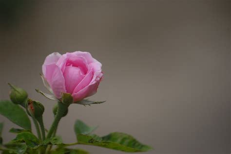 Images Gratuites Fleur Pétale Rose Flore Fermer Contexte Rose