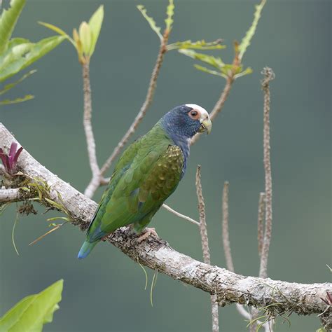 White Crowned Parrot Photo Ed Agter Photos At