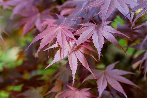 Landscape Trees And Shrubs With Purple Leaves
