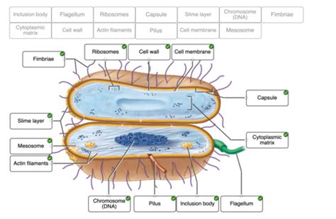 Microbiology Connect Chapter 4 Flashcards Quizlet