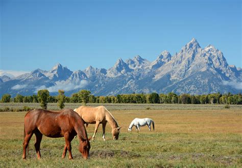 Horses Grazing In The Shadow Of The Mountains In Grand Teton National