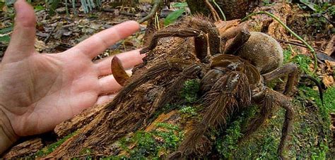 Please copy and paste this embed script to where you. Lateinamerika: Begegnung mit der größten Vogelspinne der ...