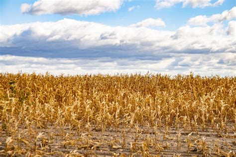 Cloudy Horizon Over A Dry Corn Field Stock Image Image Of Agriculture