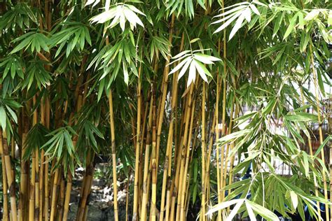 How To Grow And Care For Golden Bamboo