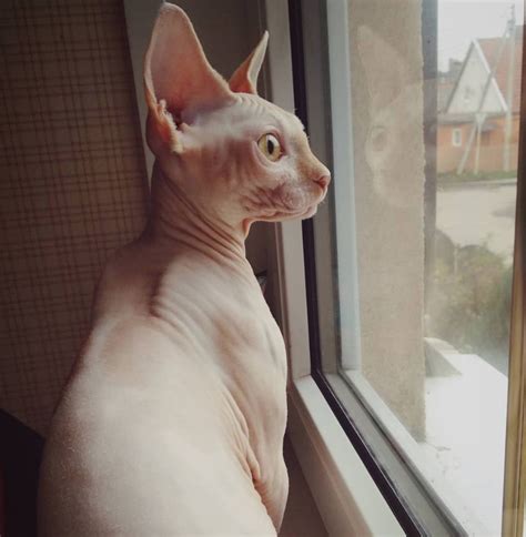 20 Things All Sphynx Cat Owners Must Never Forget The Paws