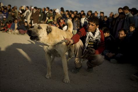 dogfighting making  comeback  afghanistan   york times