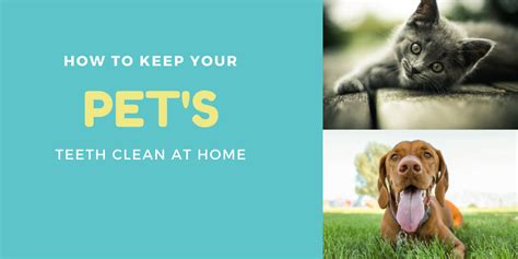 How To Keep Your Pets Teeth Clean At Home Fairfield