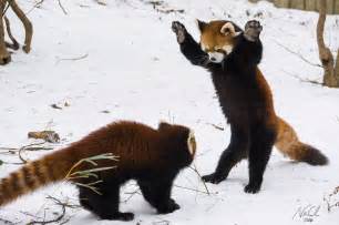 Usually Solitary Red Panda Cubs Amaze Zoo Crowd With Playful Fight And