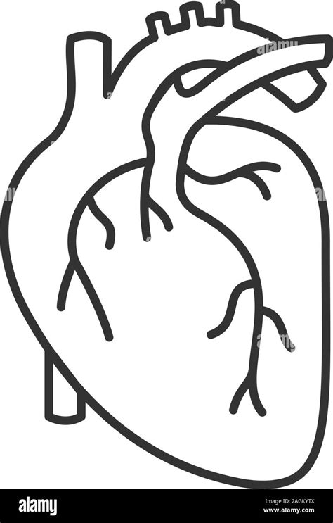 Human Heart Anatomy Linear Icon Thin Line Illustration Contour Symbol