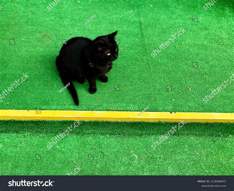 Black Cat Green Eyes Sitting On Stock Photo 2126498471 Shutterstock