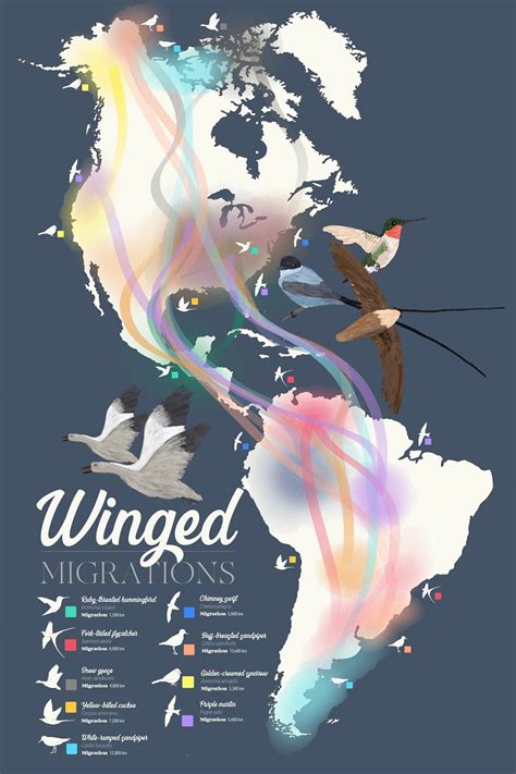 Winged Migrations In The Americas By Zzzzach89 Maps On The Web