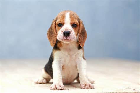Pocket Beagle Raças De Cachorro