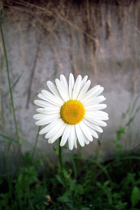 Types Of Daisy Flowers With Pin Worthy Pictures Gardenerdy