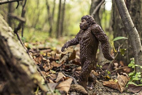 Sasquatch Could Become Washingtons Official Cryptid Lakewood Wa Patch