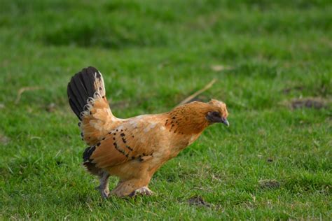 Free Images Bird Prairie Beak Chicken Fauna Galliformes