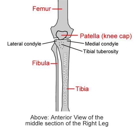 Lateral Condyle On Tibia