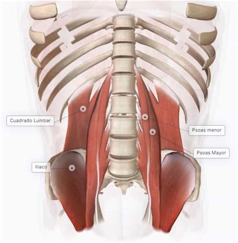 Músculos Abdominales I Pared Posterior 🔹paradigmia