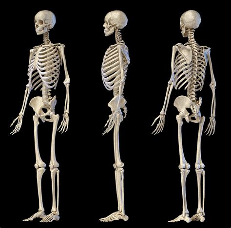 Three Angles Of Full Body Male Skeleton Photograph By Pixelchaos Pixels