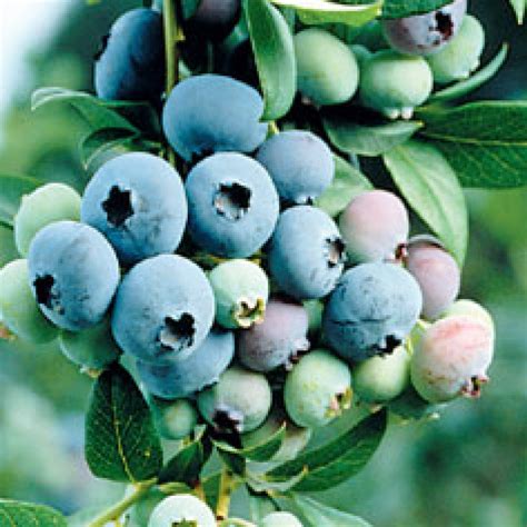 Bluecrop Blueberry Plant