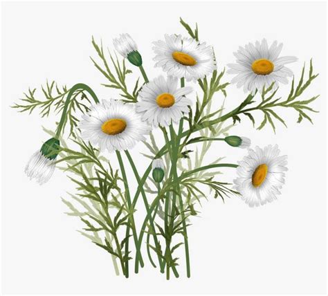 Bouquet Vector Daisies Oxeye Daisy PNG Image Transparent PNG Free