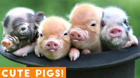 New Ultimate Cute Mini Pigs And Micro Pigs Compilation 2018