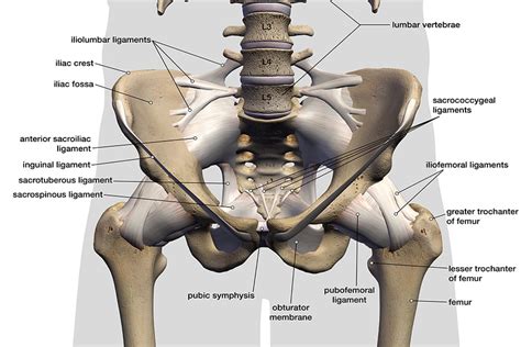 How Many Bones Make Up The Hip Joint Tutorial Pics