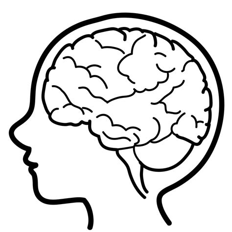 Brain Drawing Simple Outline Line Drawings Cerebro Clipart Clip Library