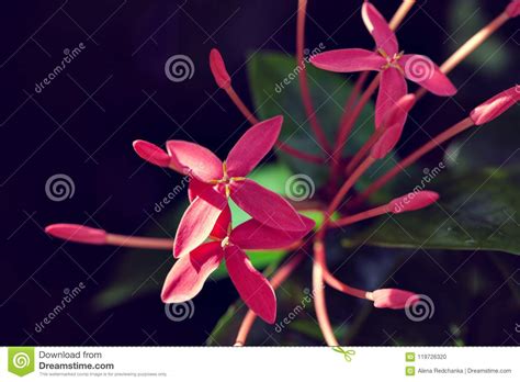 Exotic Red Flower In Rainforest With Fresh Green Plant Stock Photo