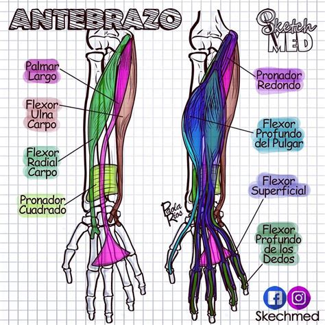 Anatomia De Antebrazo Y Mano Kulturaupice