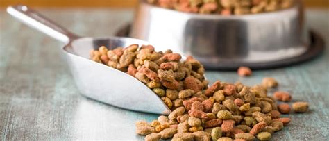 Back in the day, dog food options were far more limited, and even responsible dog owners didn't worry too. Does your Dog have Gluten Allergy: Symptoms,Diagnosis ...