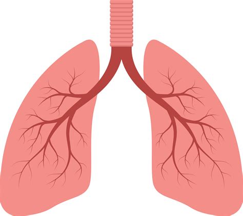 Top 75 Imagen Lungs Transparent Background Vn