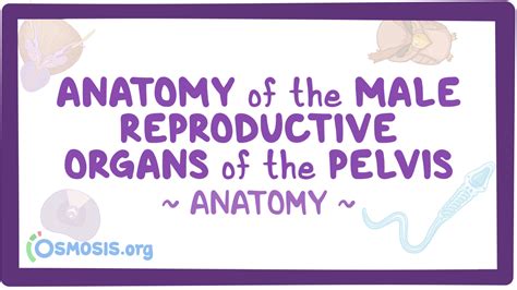 Anatomy Of The Male Reproductive Organs Of The Pelvis Osmosis