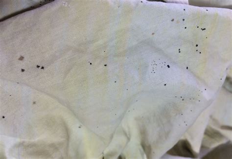 Bed Bugs Including Evidence And Effects From Iran Whats That Bug