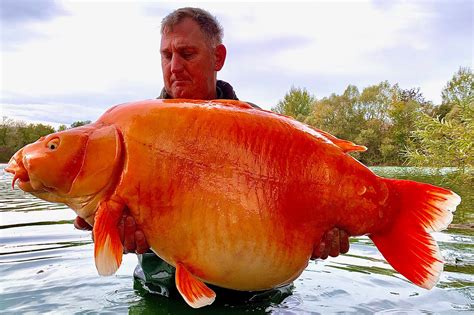 Huge Goldfish