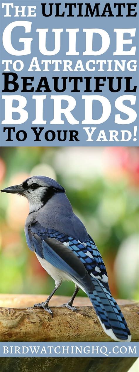 Attract Birds With These Simple Strategies 2021 Bird Watching Hq