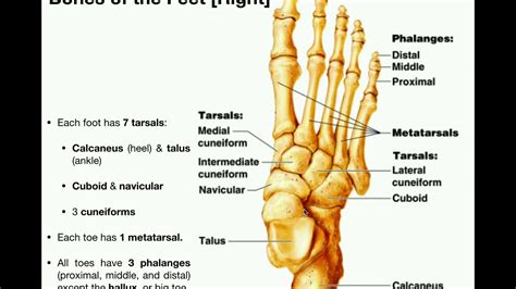 Foot Bones Labeled