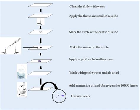 Simple Staining Principle Procedure Results And Application Biology Ease