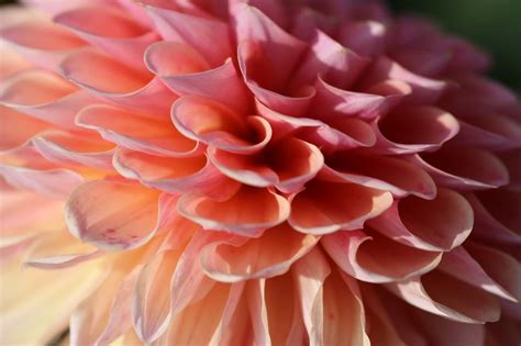 Pale Pink Dahlia Closeup Free Image Download